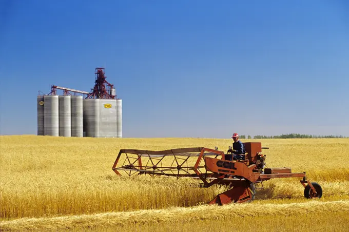 harvesting grain crop with high throughput elevators in background, swathing Canada Western Red Spring Wheat CWRS variety AC Mackenzie, Saskatchewan, ...