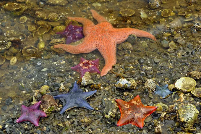 Intertidal invertebrates at low tide- Bat stars (Asterina miniata) and Giant pink star (Pisaster brevispinus), Haida Gwaii (Queen Charlotte Islands) G...