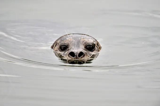 Harbour Seal (Phoca vitulina), Prince Rupert, British Columbia, Canada