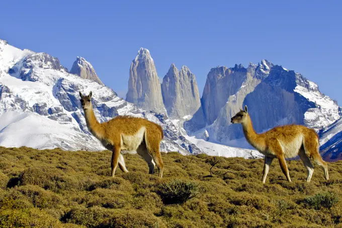 Adult guanacos (Lama guanicoe), Torres Del Paine National Park, Patagonia, southern Chile, South America