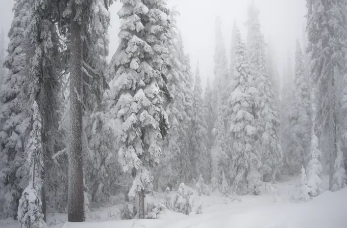snow , hoarfrost and fog in subalpine forest of Englemann spruce Picea englemannii and subalpine fir Abies lasiocarpa, Big White Mountain Eco Reserve,...