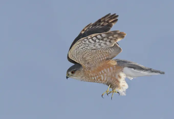 A Sharp-shinned Hawk, Accipiter striatus, in flight in Saskatchewan
