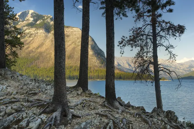 Lodgepole Pine forest at Lake Minnewanka _ Banff National Park _ Alberta, Canada.