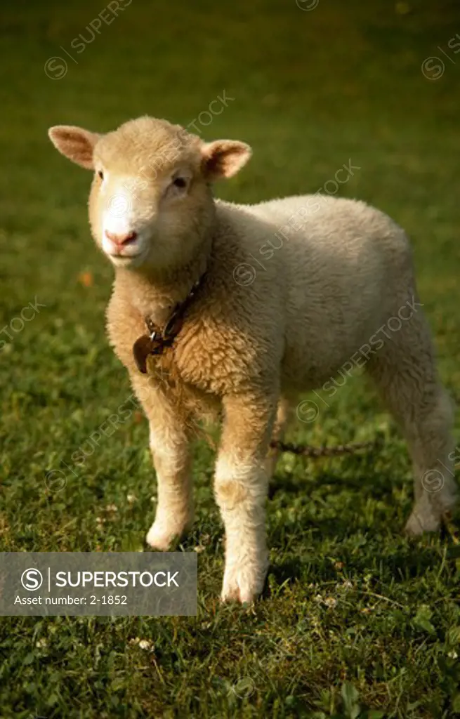 Portrait of cute little lamb