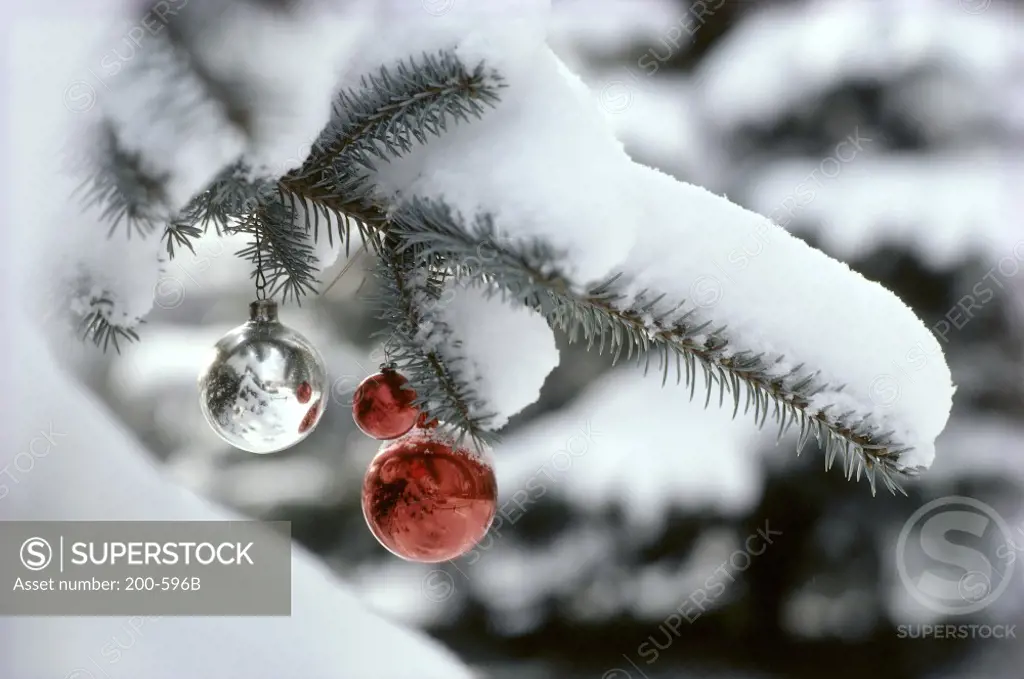 Ornaments hanging on a snow covered Christmas tree