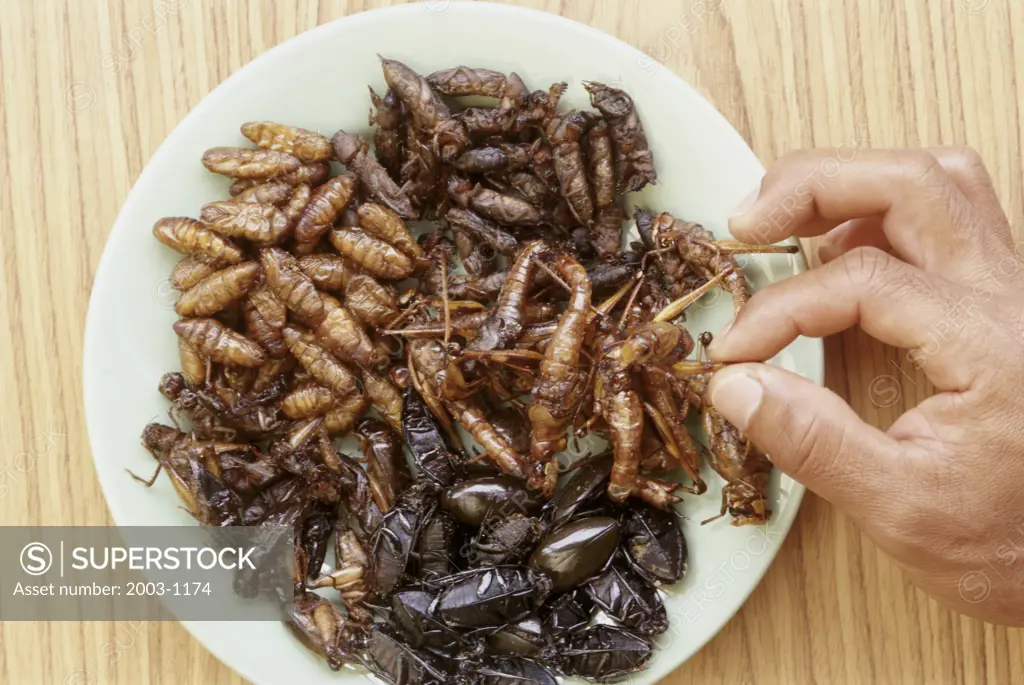 Edible Fried Bugs Thailand