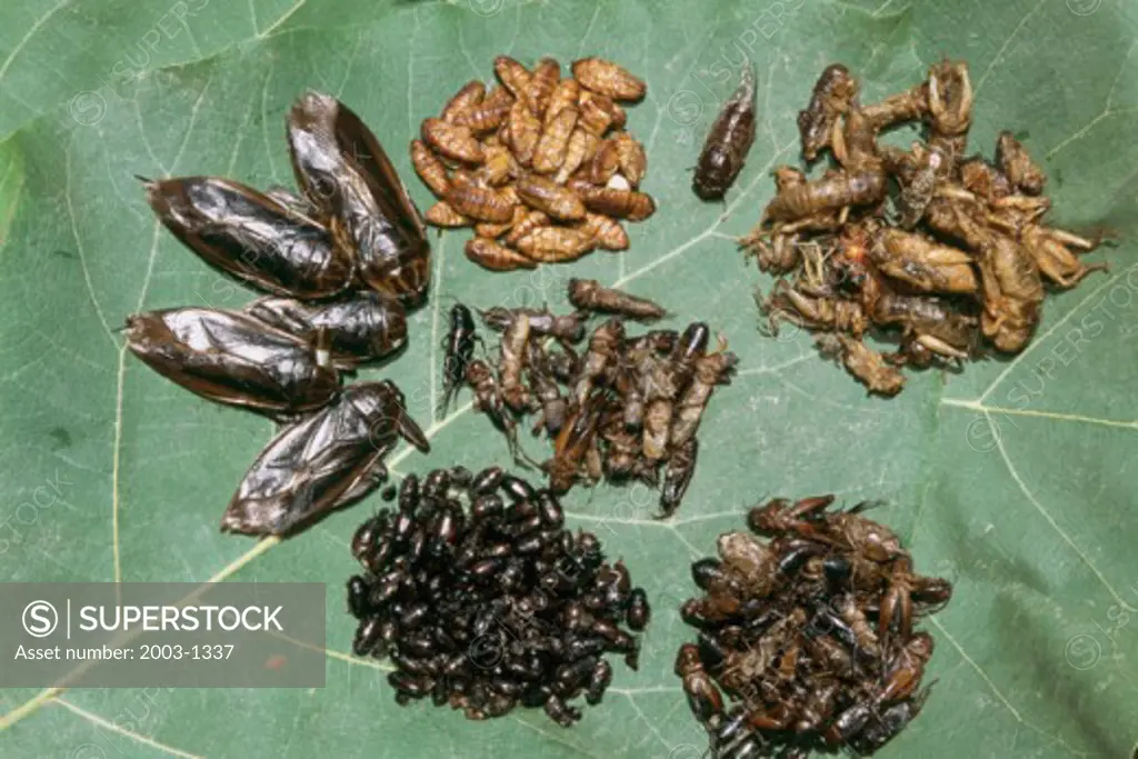 Insect Snacks Thailand