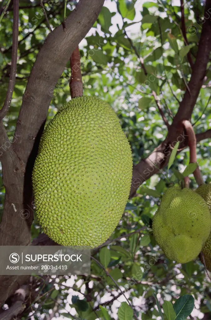 Jackfruit Thailand