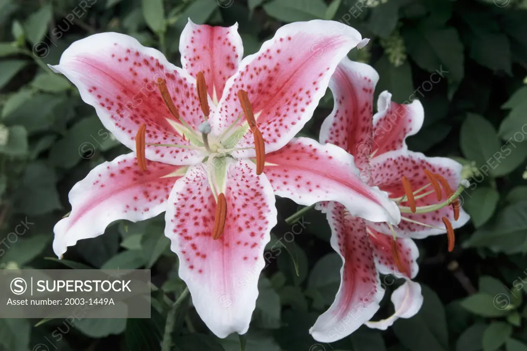 Close-up of two Stargazer Lilies