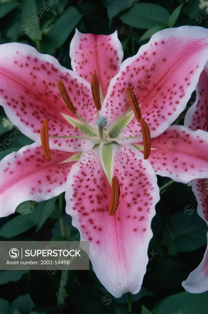 Close-up of Stargazer lily