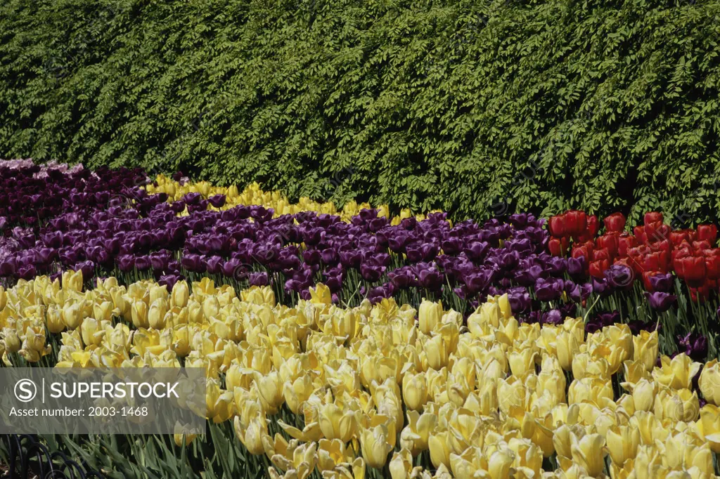 High angle view of tulips in a field