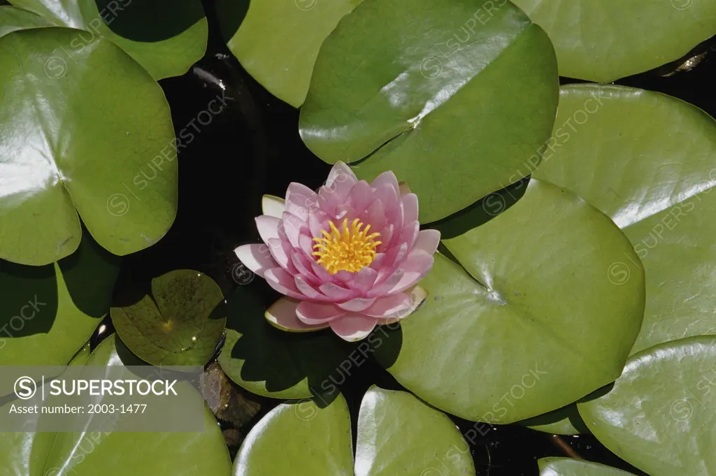 High angle view of a Water Lily (Nymphaea alba)