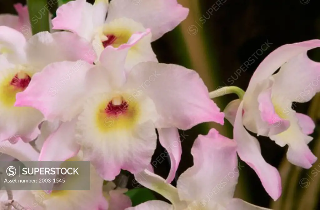 Close-up of orchids
