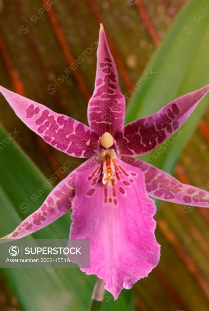 Close-up of an orchid
