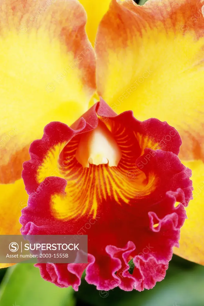 Close-up of an orchid
