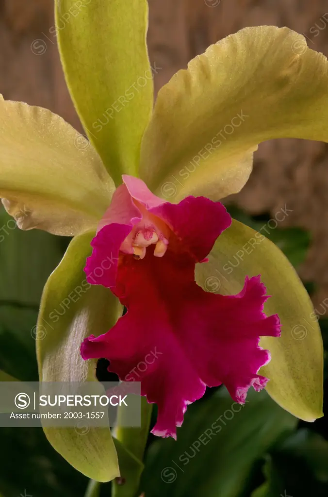 Close-up of an orchid