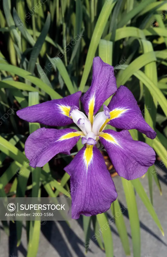 Close-up of a Japanese Water lris (Iris ensata)