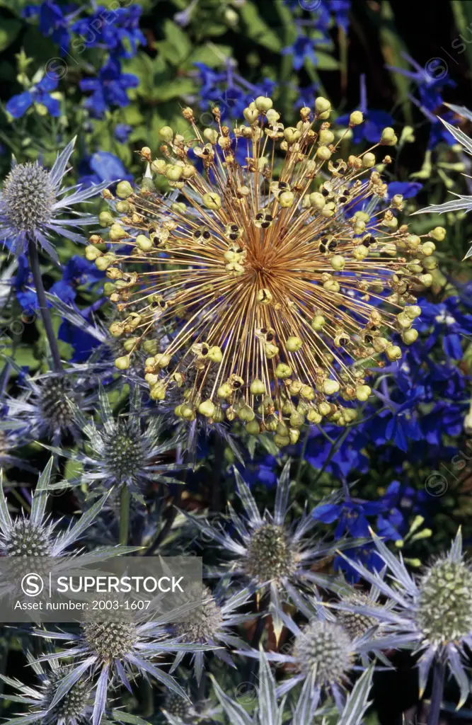 Close-up of Sea Holly with Purple Splendors