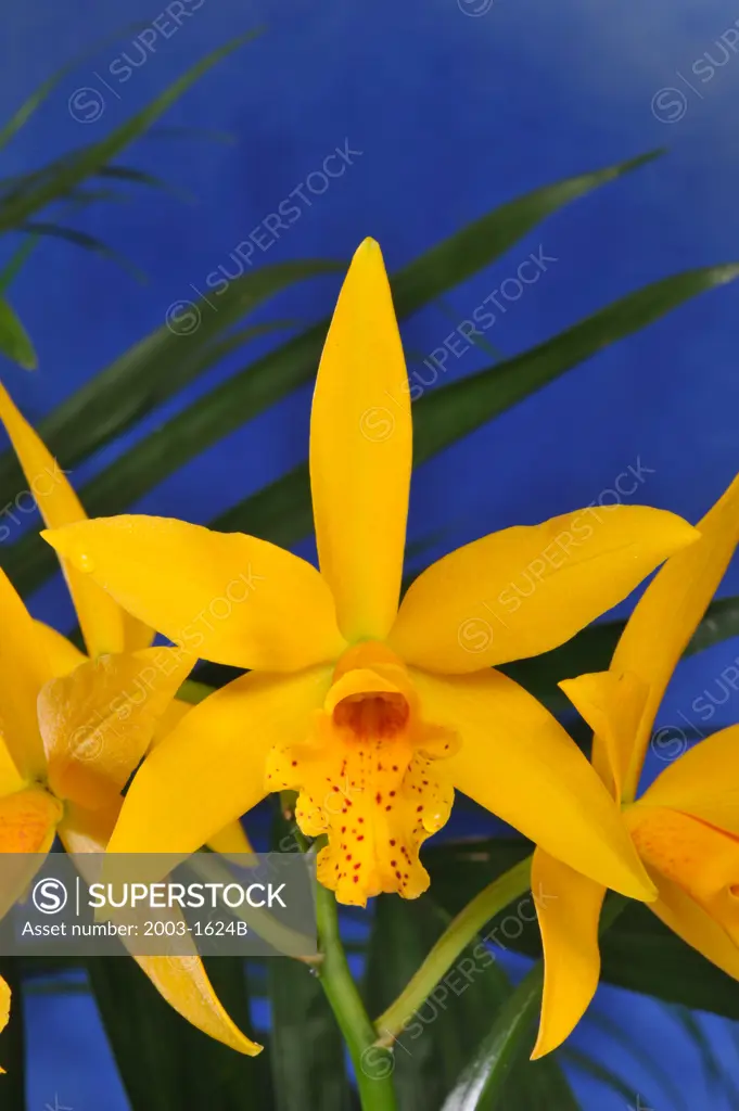 Close-up of Brassolaeliocattleya Golden Tang orchid flower