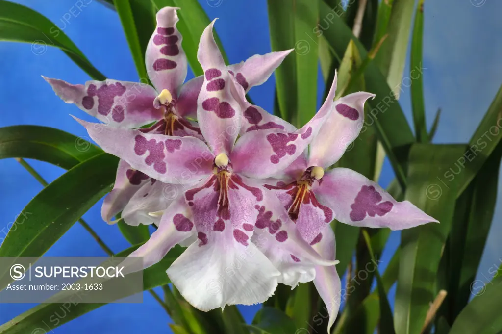 Close-up of hybrid Beallara Peggy Ruth Carpenter orchid flowers