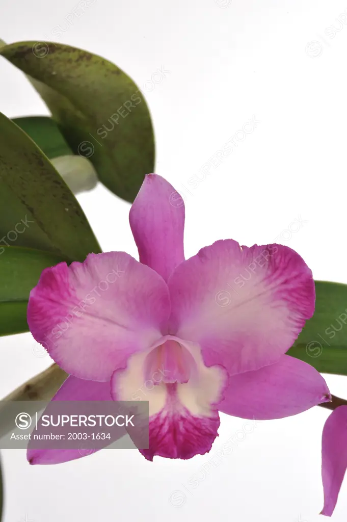 Close-up of a hybrid SLC. Dream Cloud Sparkler orchid flowers