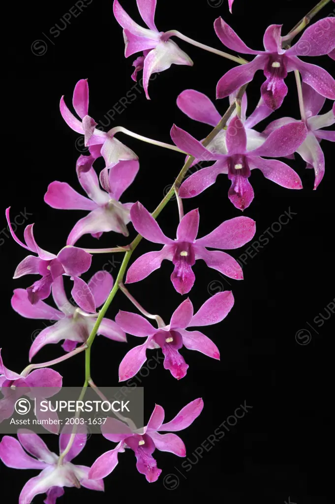 Close-up of hybrid Dendrobium orchid flowers