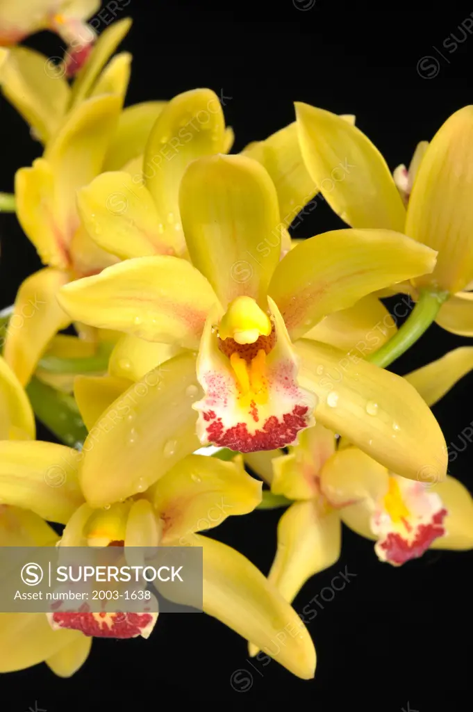 Close-up of a hybrid Cymbidium Mary Pinchess Del Rey orchid flowers