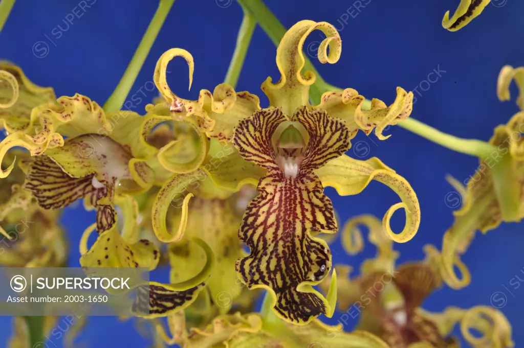 Close-up of hybrid Dendrobium Spectabile orchid flowers