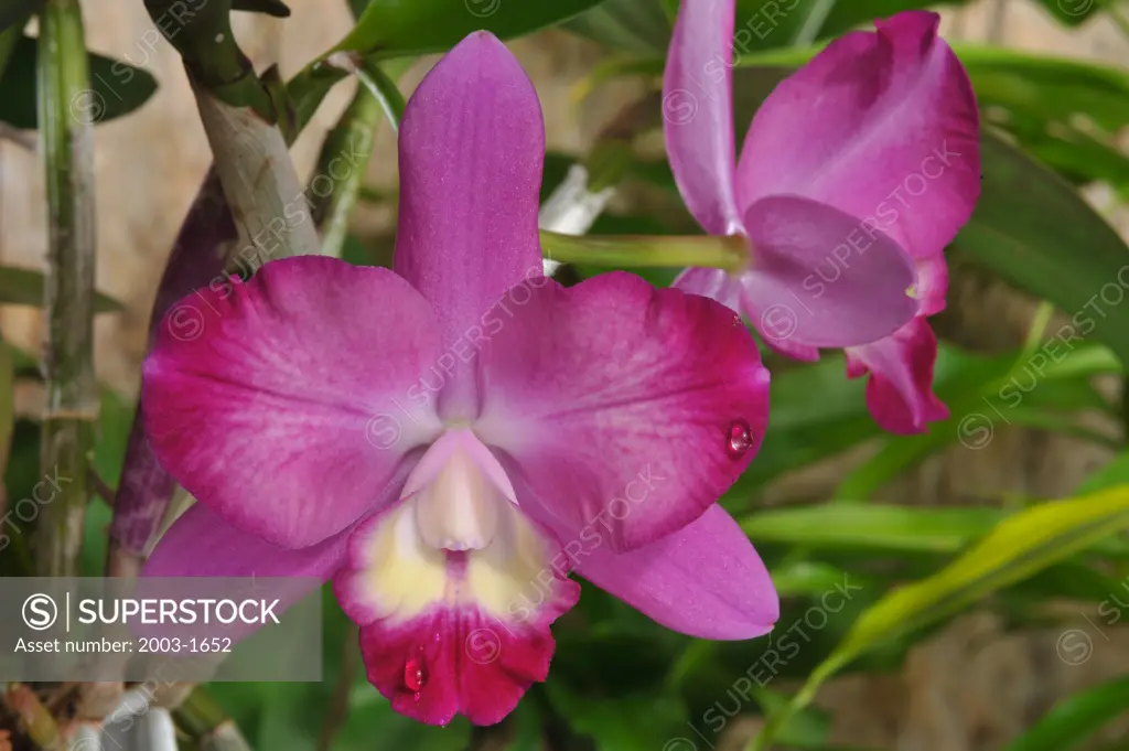 Close-up of hybrid Slc. Dream Cloud Sparkler orchid flowers