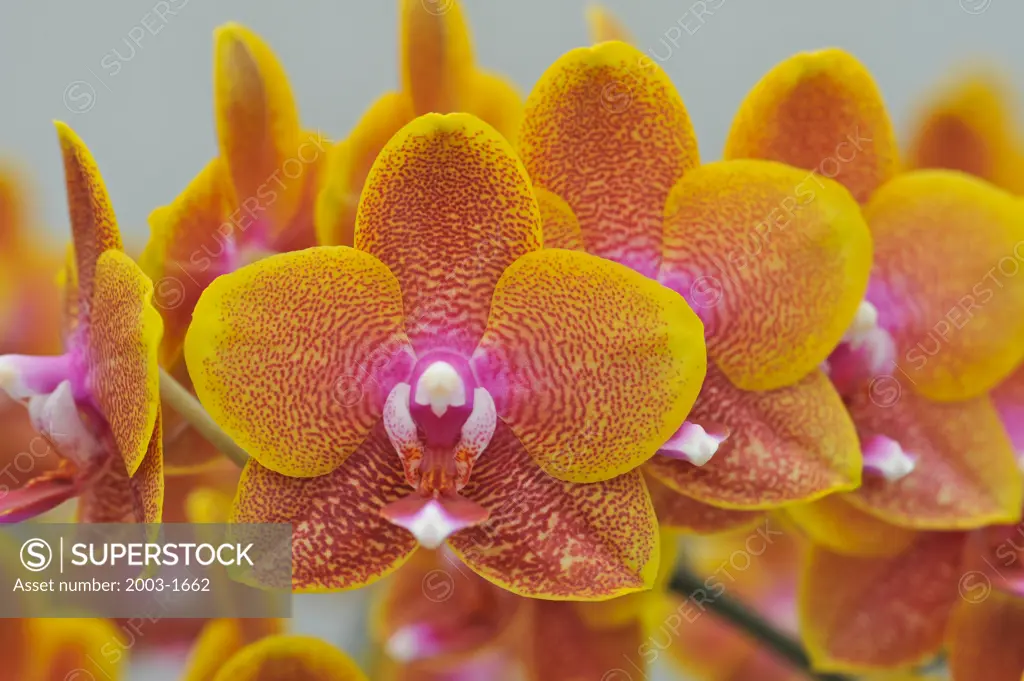 Close-up of hybrid Sogo orchid flowers, Ping Tong, Taiwan