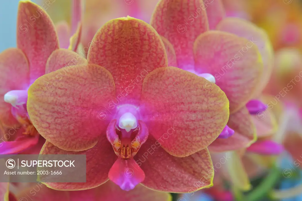 Close-up of hybrid Sogo orchid flowers, Ping Tong, Taiwan