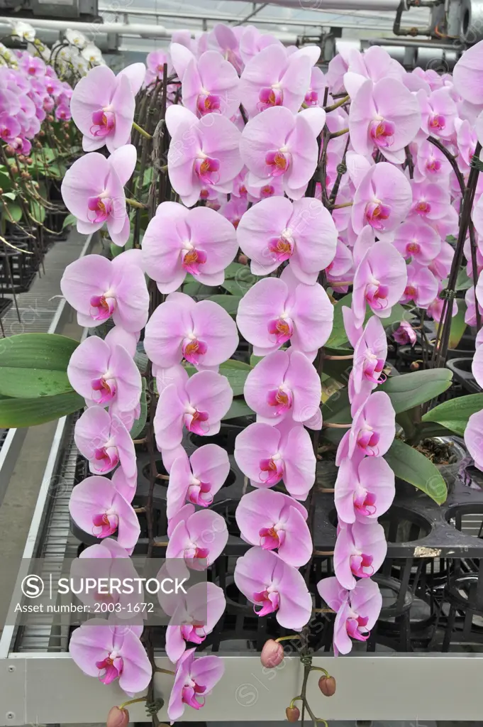 Orchid flowers in a greenhouse, Taiwan