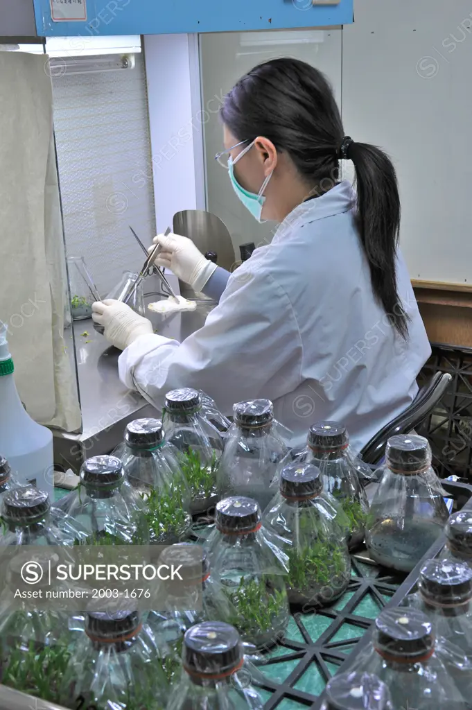 Female scientist examining orchid plants in a laboratory, Xinying City, Tainan County, Taiwan
