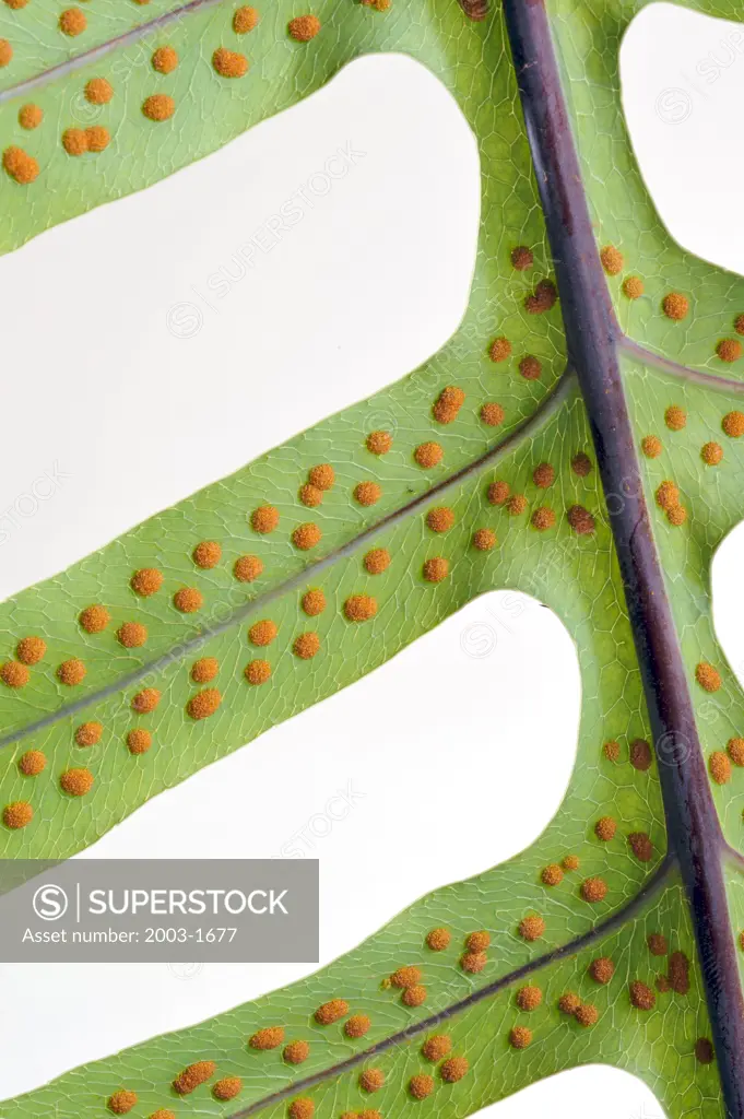 Close-up of a Polypodium Aureum fern