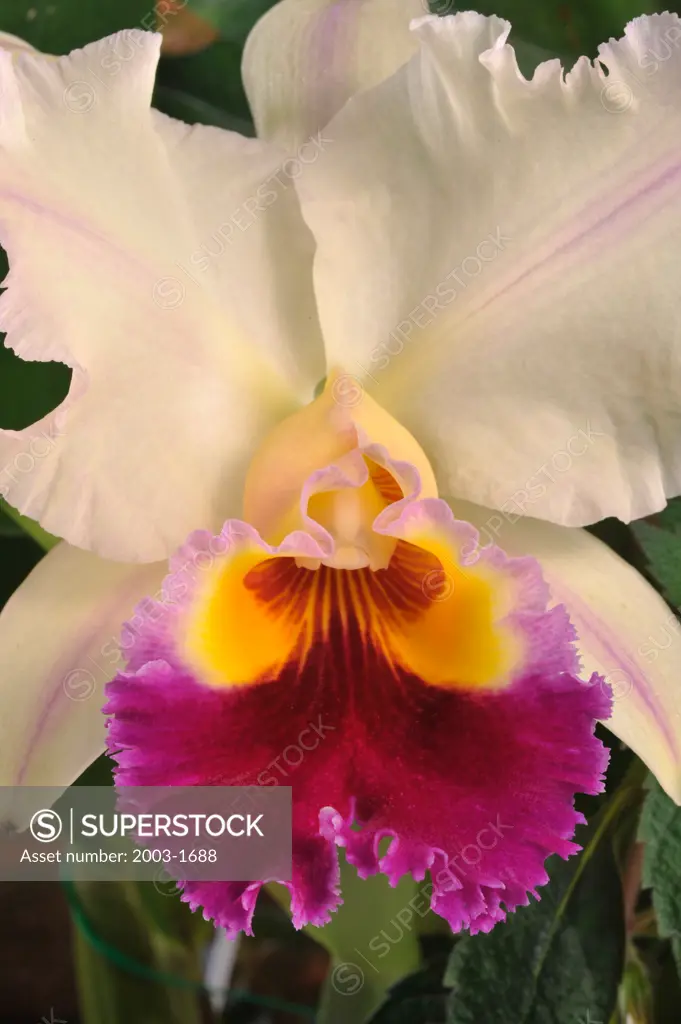 Close-up of a White and Purple Cattleya orchid flower