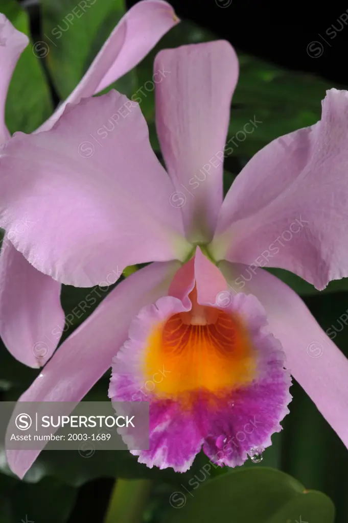 Close-up of a Cattleya orchid flower