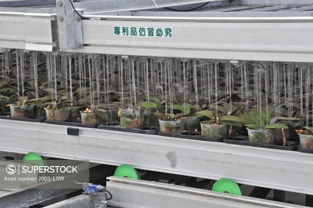 Potted plants in a greenhouse, Yu Pin Biotechnology Company, Chiayi County, Taiwan Province, China