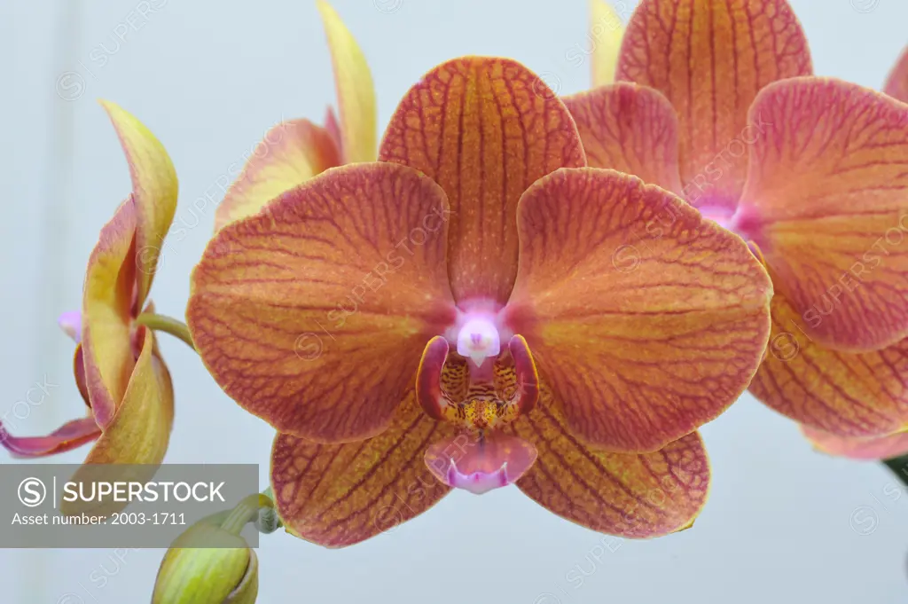 Close-up of Phalaenopsis orchid flowers