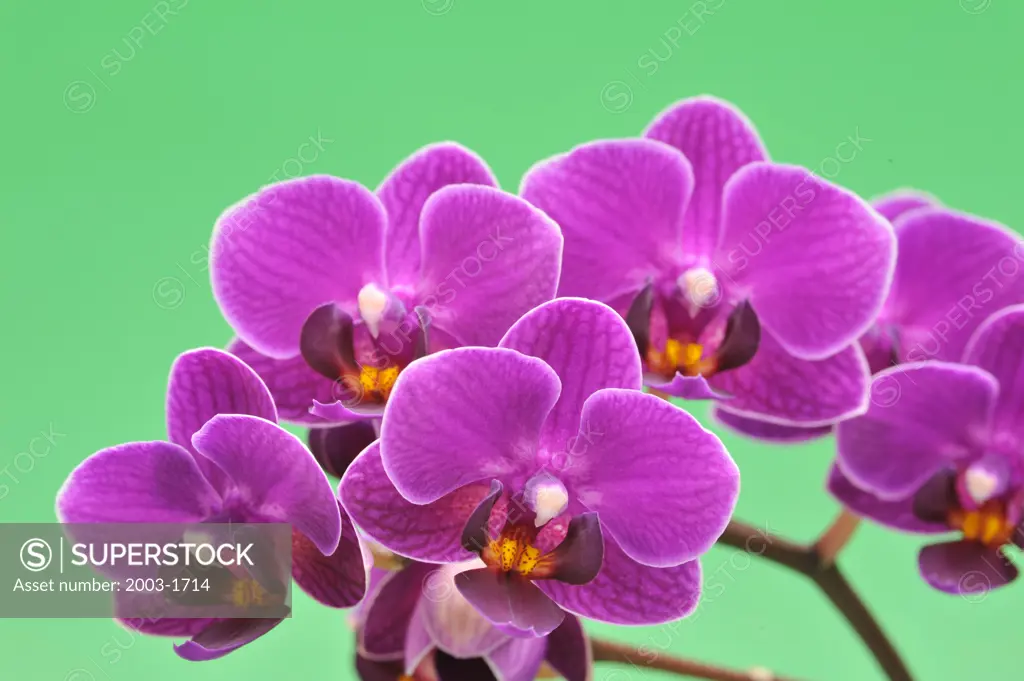 Close-up of Doritaenopsis Sogo Barry orchid flowers