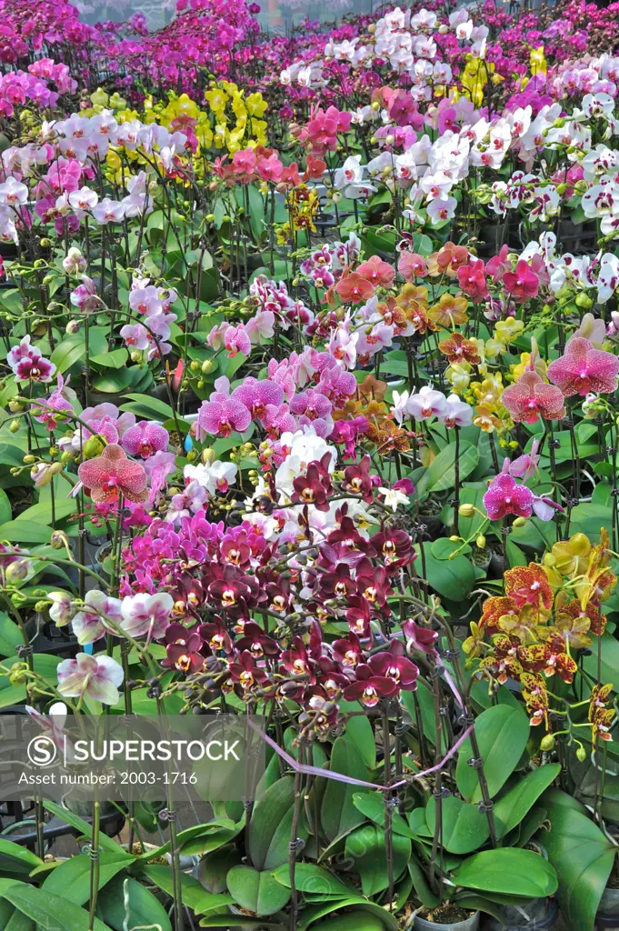 Orchid flowers in a greenhouse, Yu Pin Biotechnology Company, Chiayi County, Taiwan Province, China