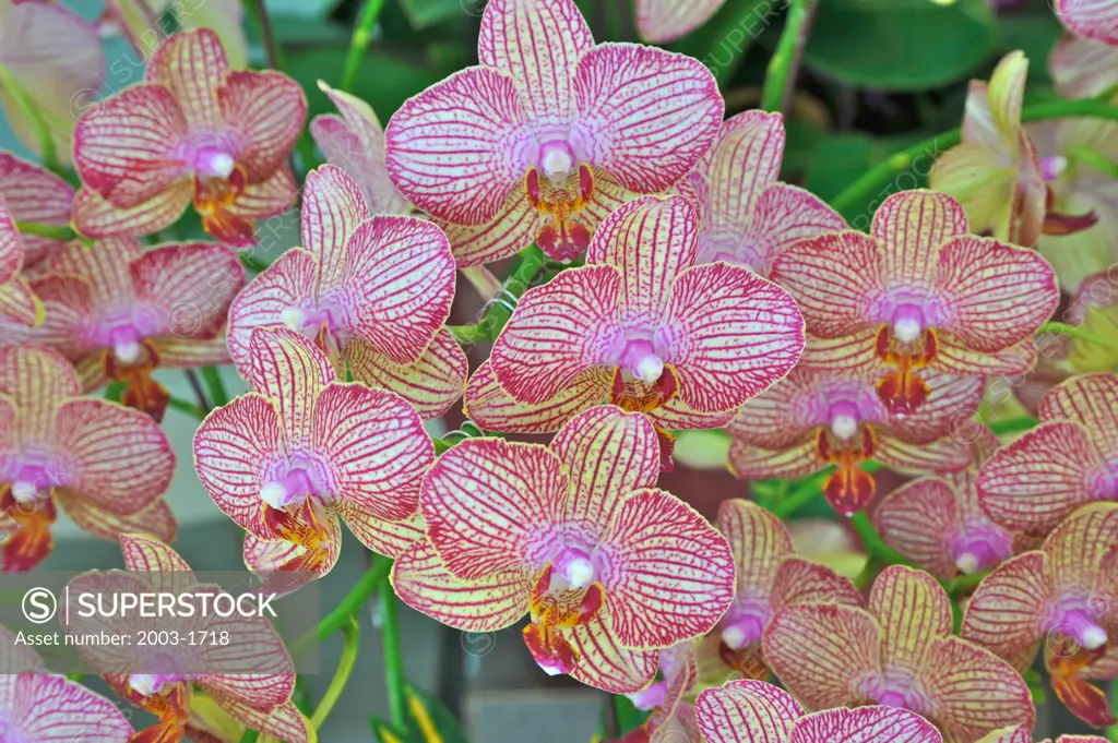 Close-up of Doritaenopsis Sogo Maria orchid flowers