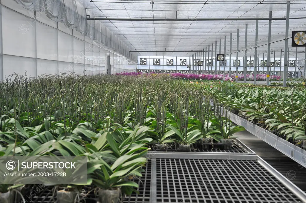 Plants in a greenhouse, Yu Pin Biotechnology Company, Chiayi County, Taiwan Province, China