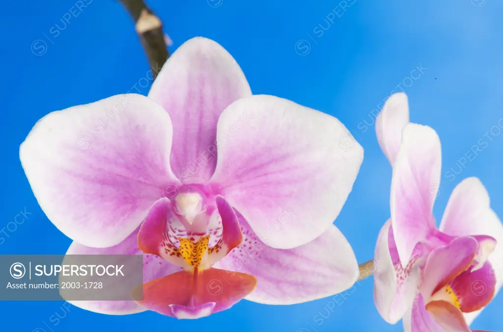 Close-up of Phalaenopsis orchids