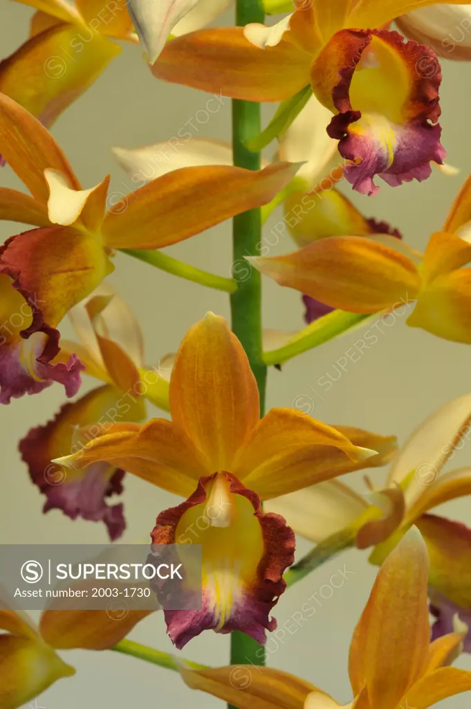 Close-up of Phaius Dan Rosenberg orchids