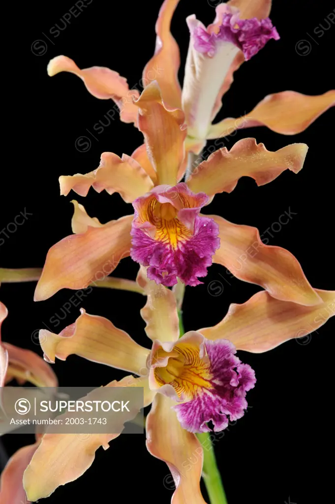 Close-up of Schombocattleya Jo Anne Caldwell orchids