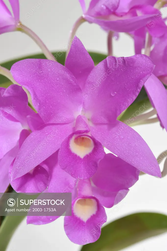 Close-up of Cattleya Tristan Fitch orchids