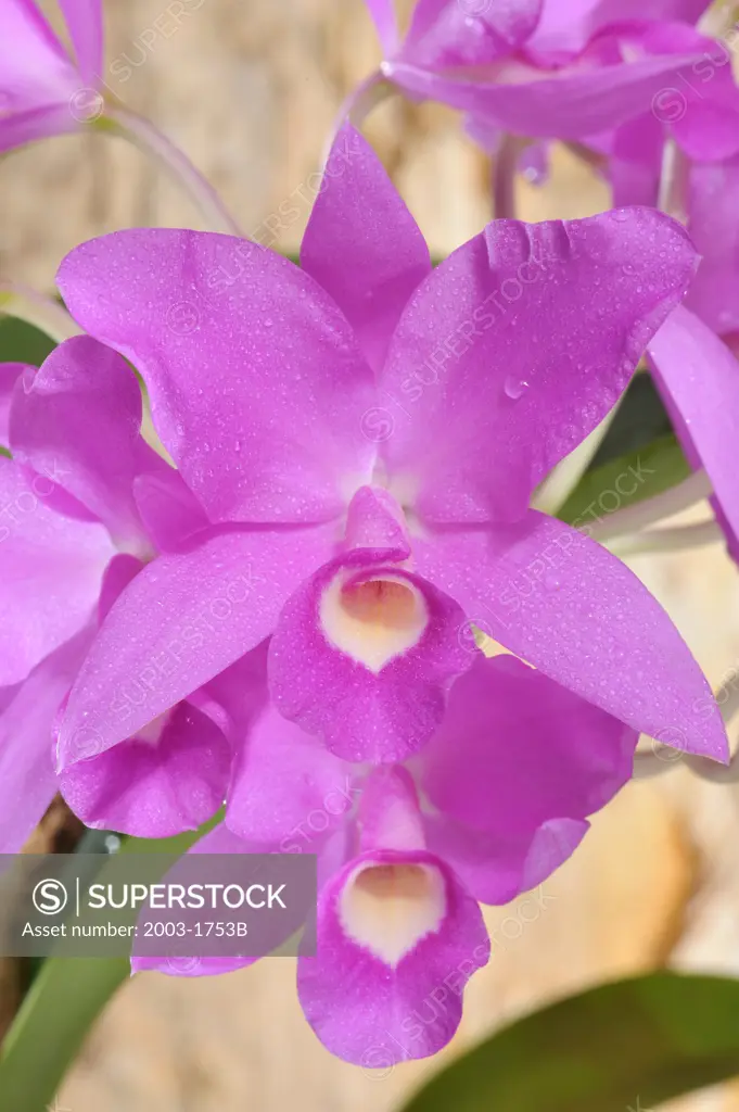 Close-up of Cattleya Tristan Fitch orchids