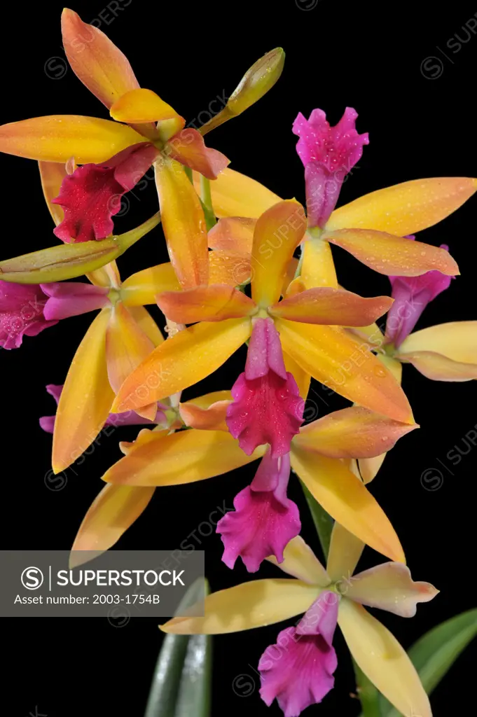 Close-up of Catcylaelia Banana Split orchids