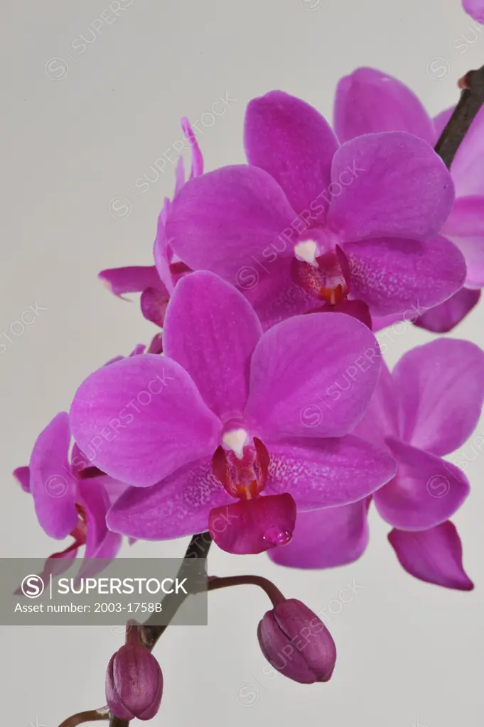 Close-up of Doritaenopsis Bedford Veitch orchids