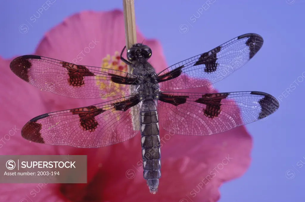 Twelve-spotted Skimmer Dragonfly Libellula Pulchella